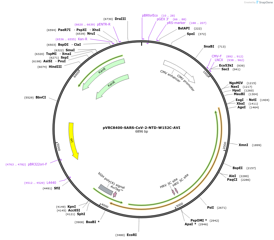 176431-plasmid-map-sequence-id-347183