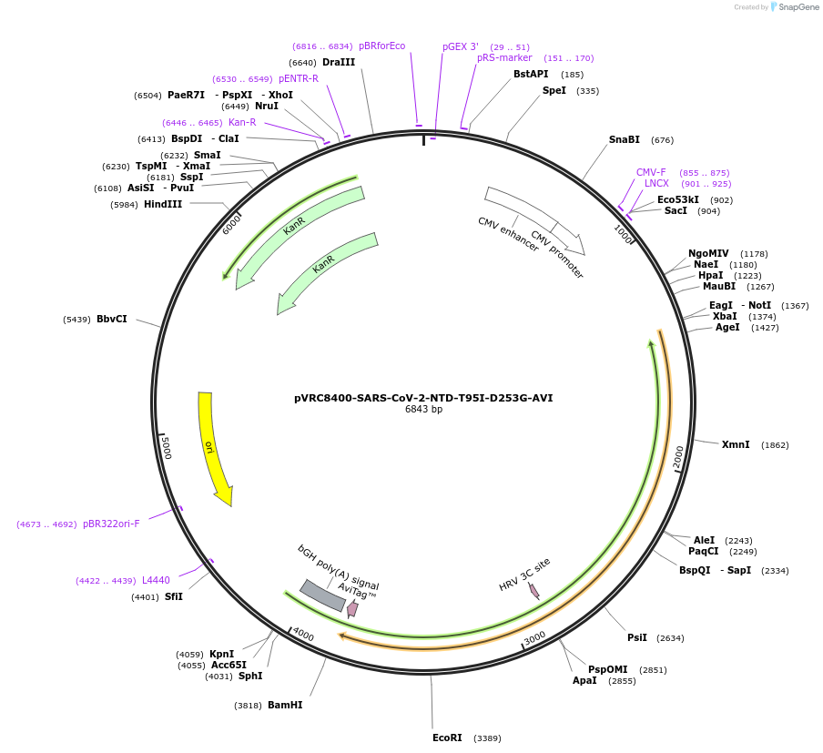 176432-plasmid-map-sequence-id-347184