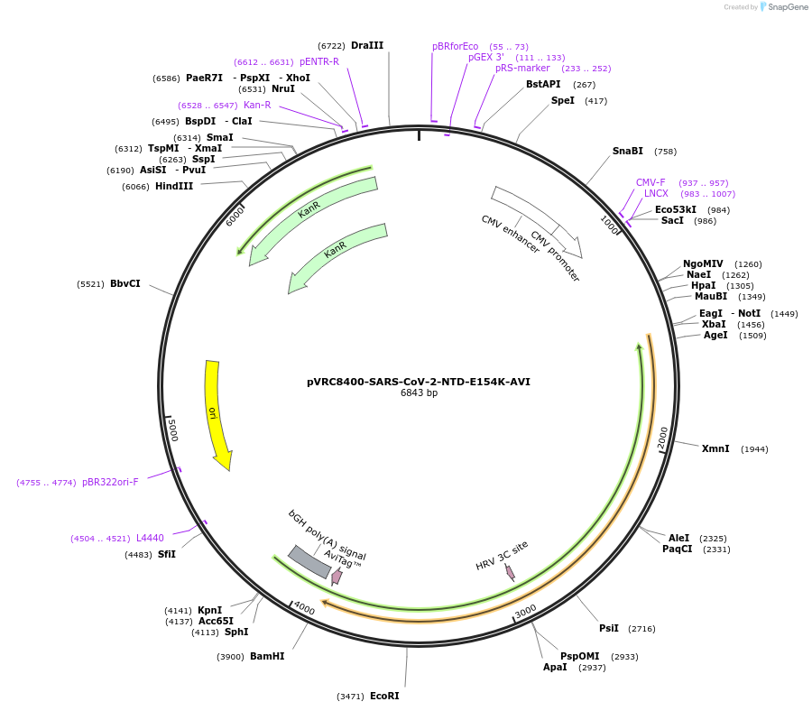 176433-plasmid-map-sequence-id-347186