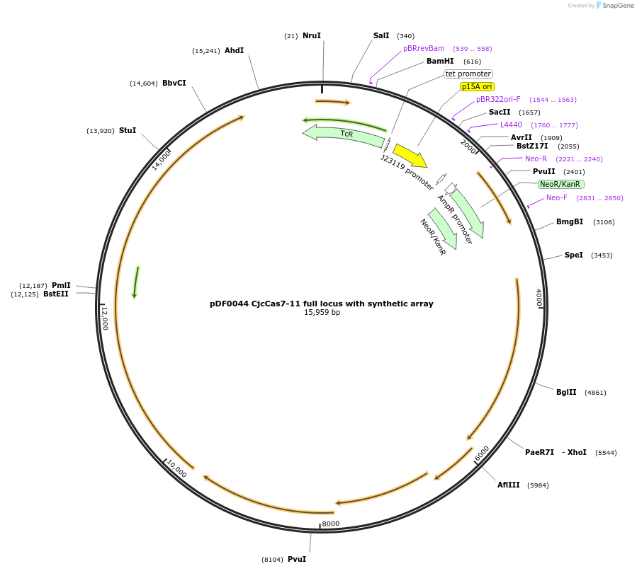 172502-plasmid-map-sequence-id-347191