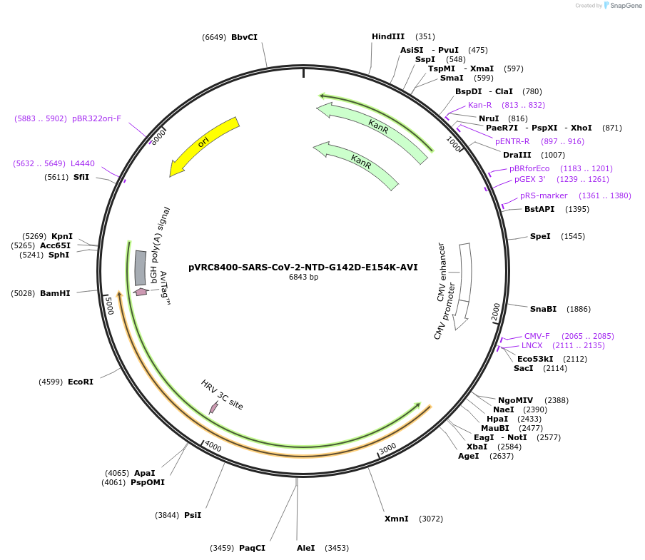 176434-plasmid-map-sequence-id-347245