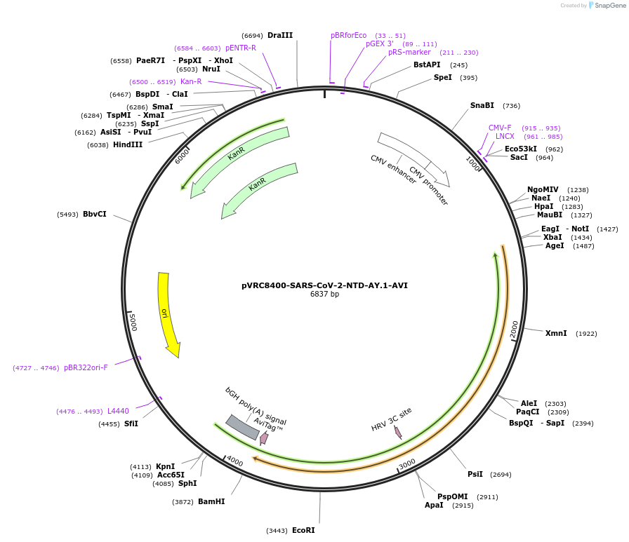 176437-plasmid-map-sequence-id-347260