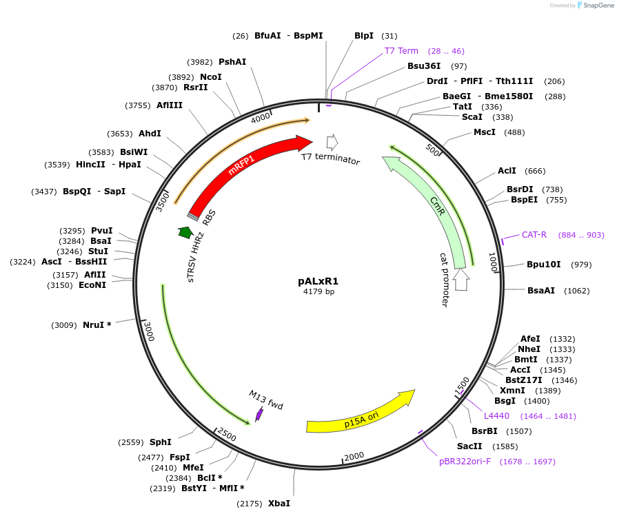 172564-plasmid-map-sequence-id-347261