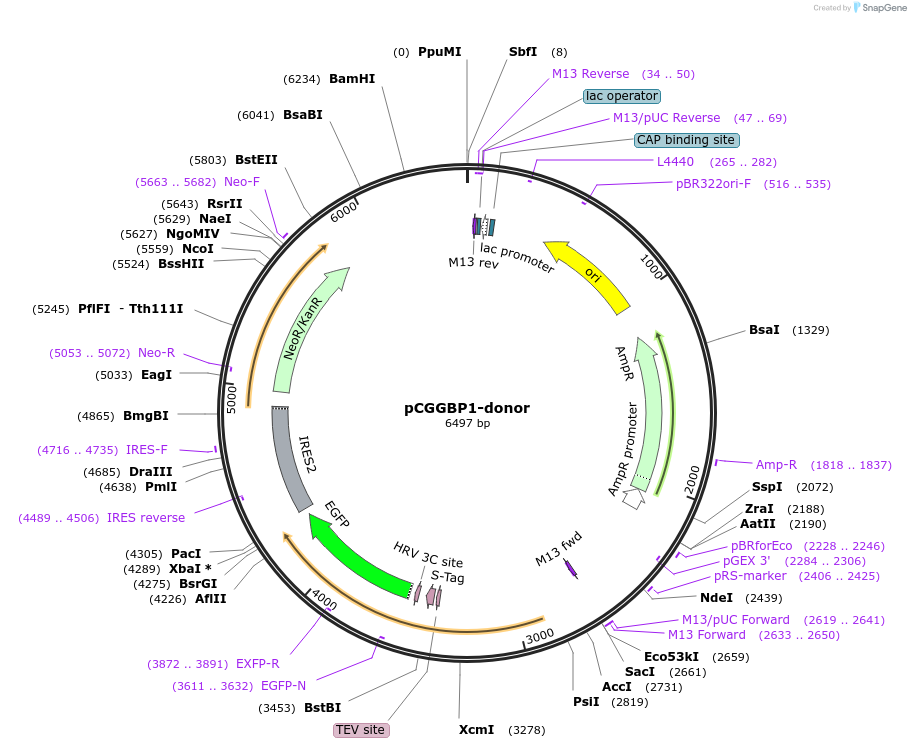 176345-plasmid-map-sequence-id-347266