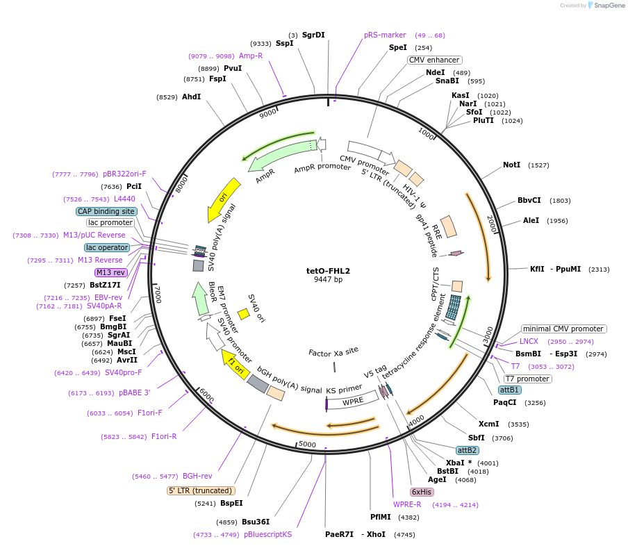 170686-plasmid-map-sequence-id-347272