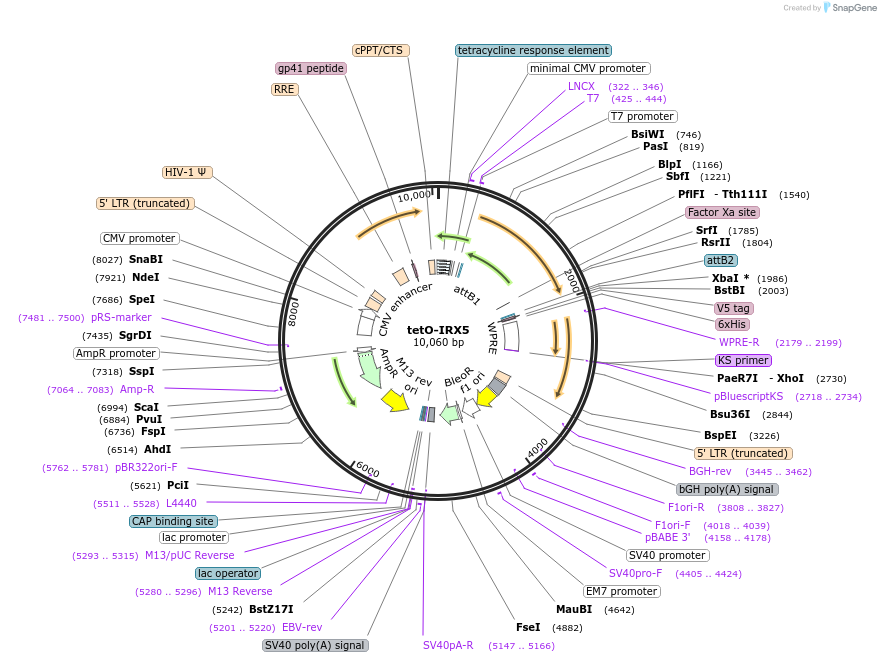 170693-plasmid-map-sequence-id-347281
