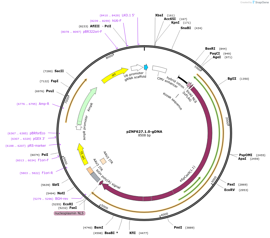 176383-plasmid-map-sequence-id-347361