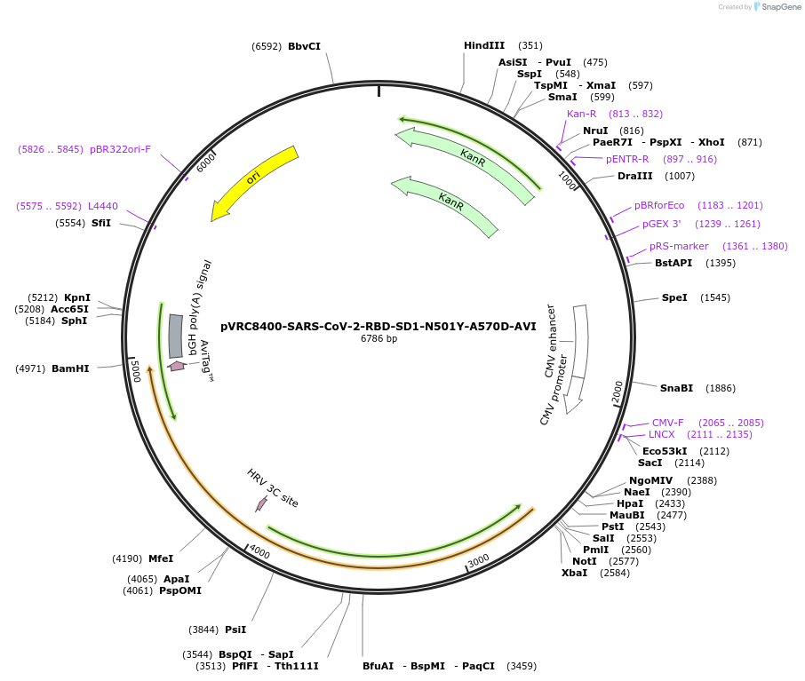 176449-plasmid-map-sequence-id-347363