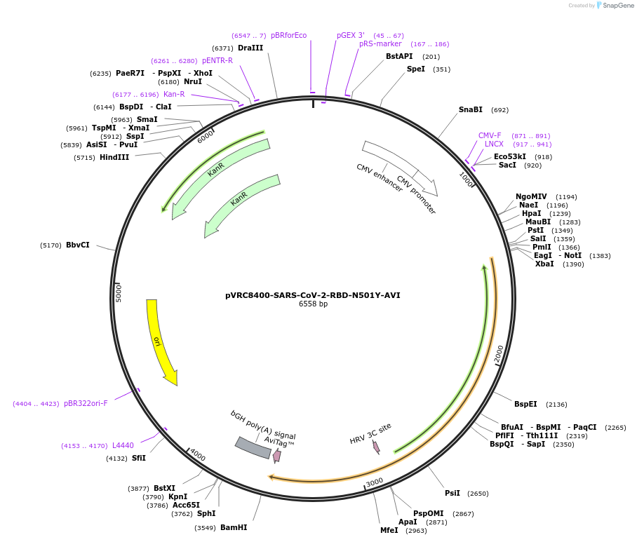 176439-plasmid-map-sequence-id-347365