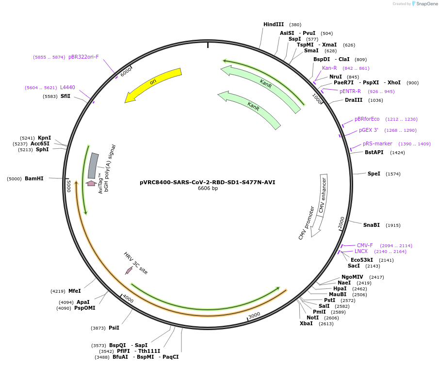 176453-plasmid-map-sequence-id-347368