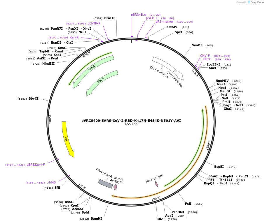 176440-plasmid-map-sequence-id-347369