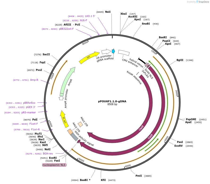 176377-plasmid-map-sequence-id-347371