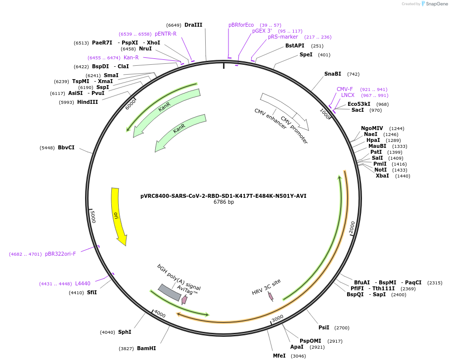 176451-plasmid-map-sequence-id-347374