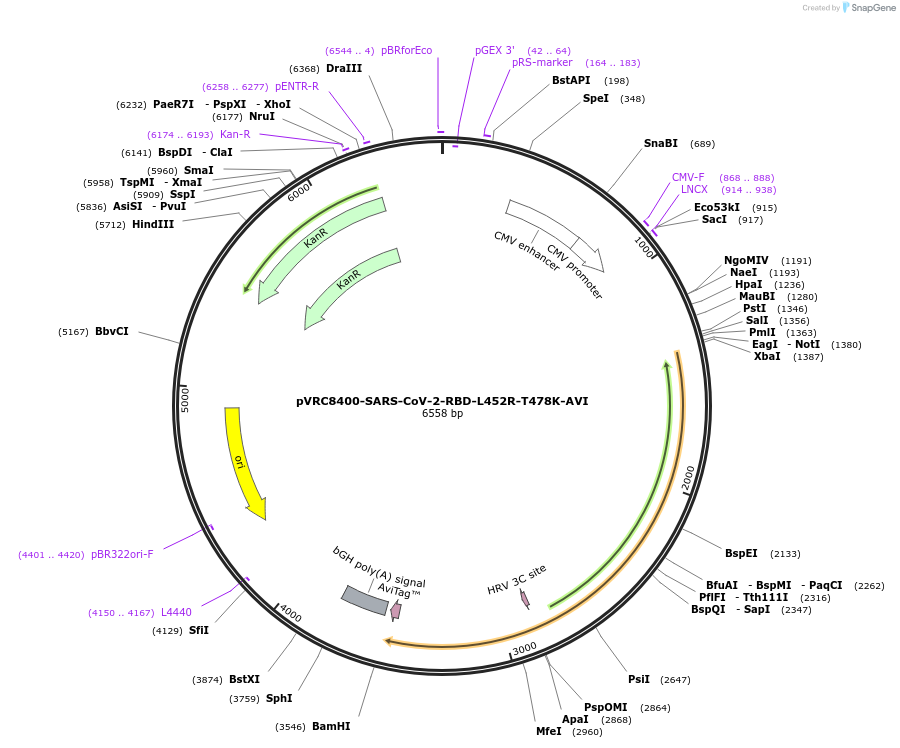 176446-plasmid-map-sequence-id-347375