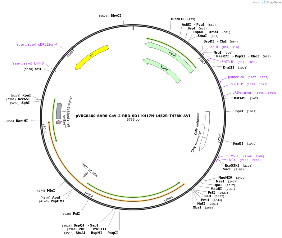 176457-plasmid-map-sequence-id-347378