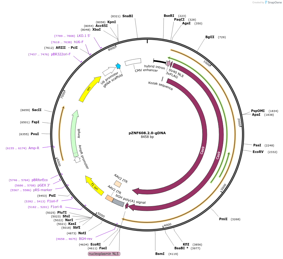 176380-plasmid-map-sequence-id-347379