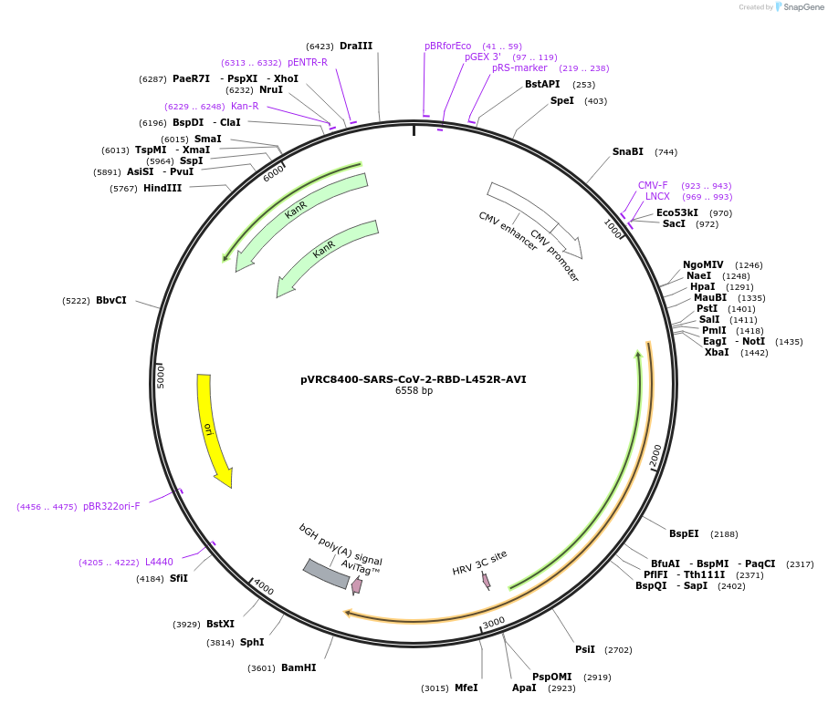 176442-plasmid-map-sequence-id-347380