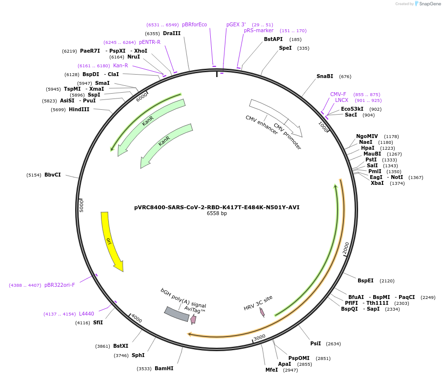 176441-plasmid-map-sequence-id-347382