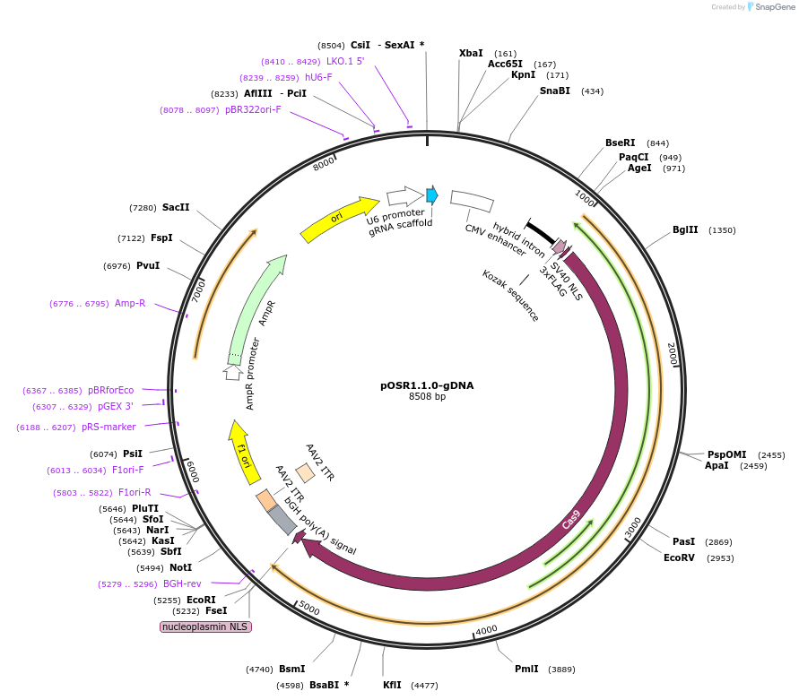 176381-plasmid-map-sequence-id-347393