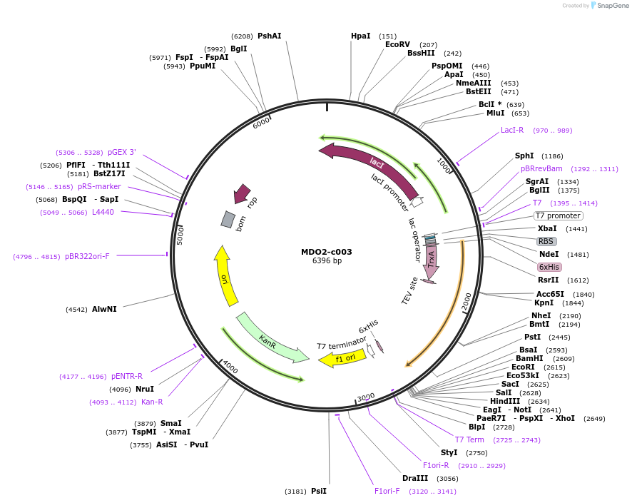 173105-plasmid-map-sequence-id-347411