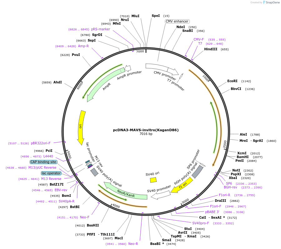52012-plasmid-map-sequence-id-347417
