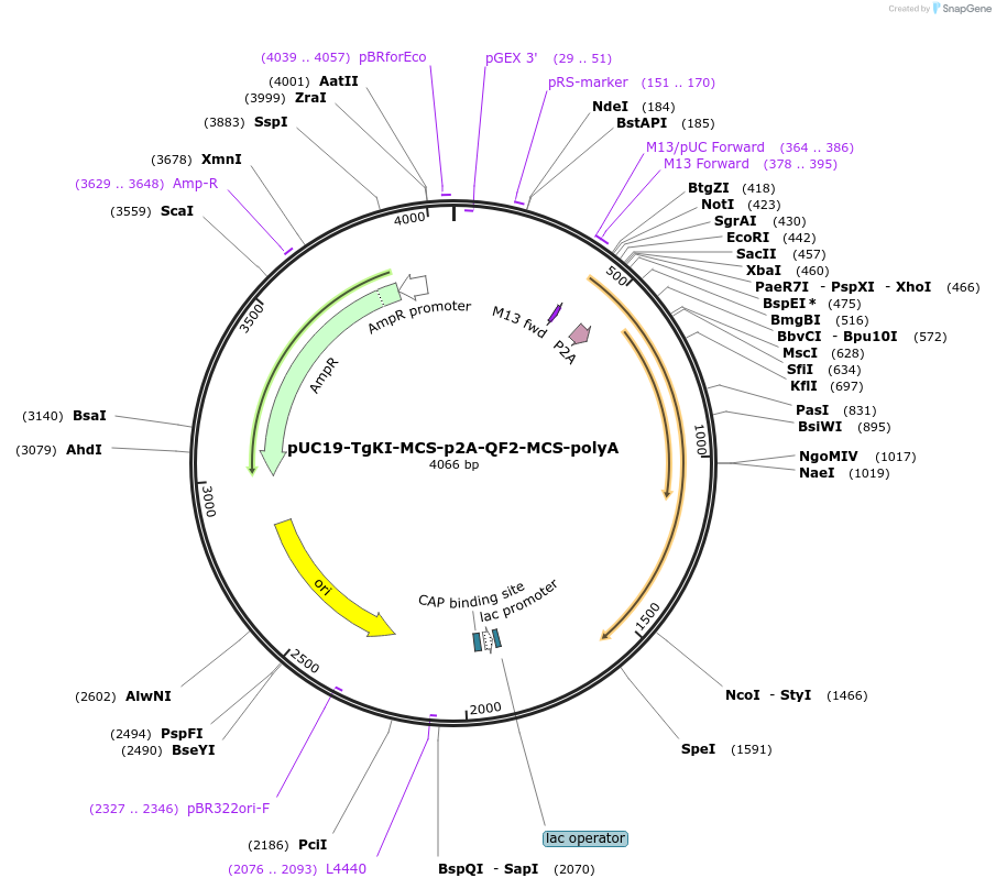174026-plasmid-map-sequence-id-347421