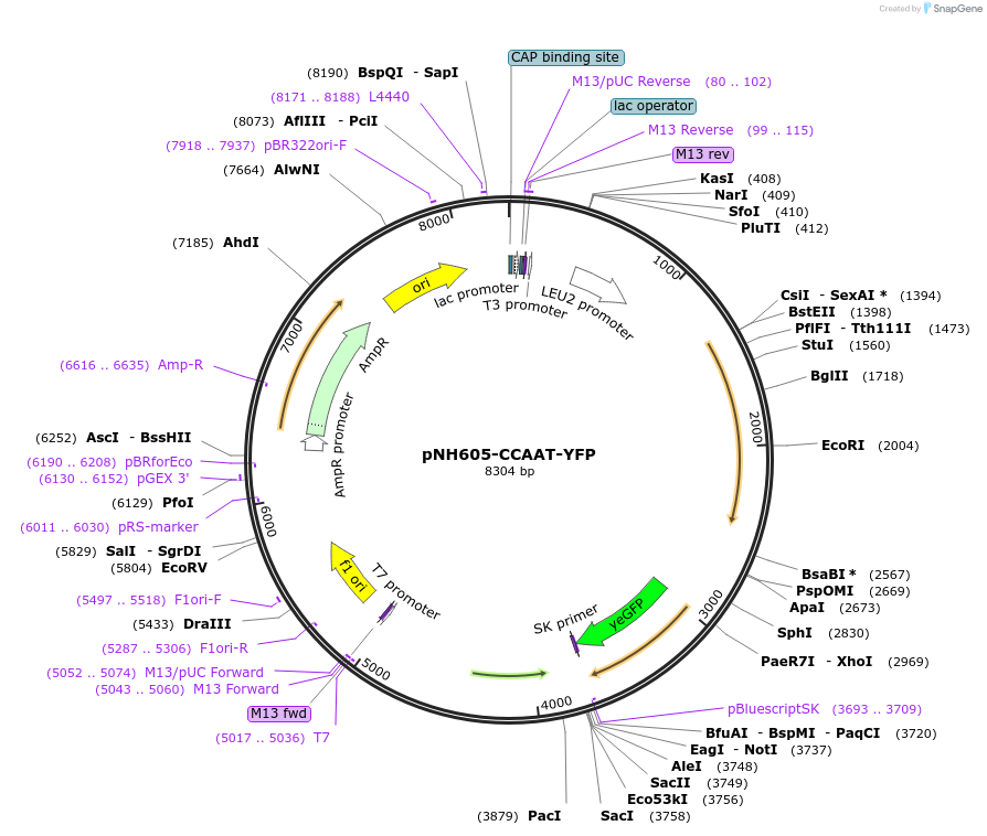172132-plasmid-map-sequence-id-347423