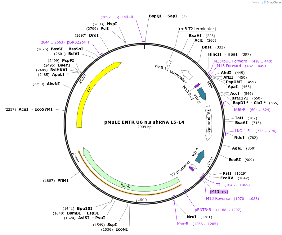 62138-plasmid-map-sequence-id-347565