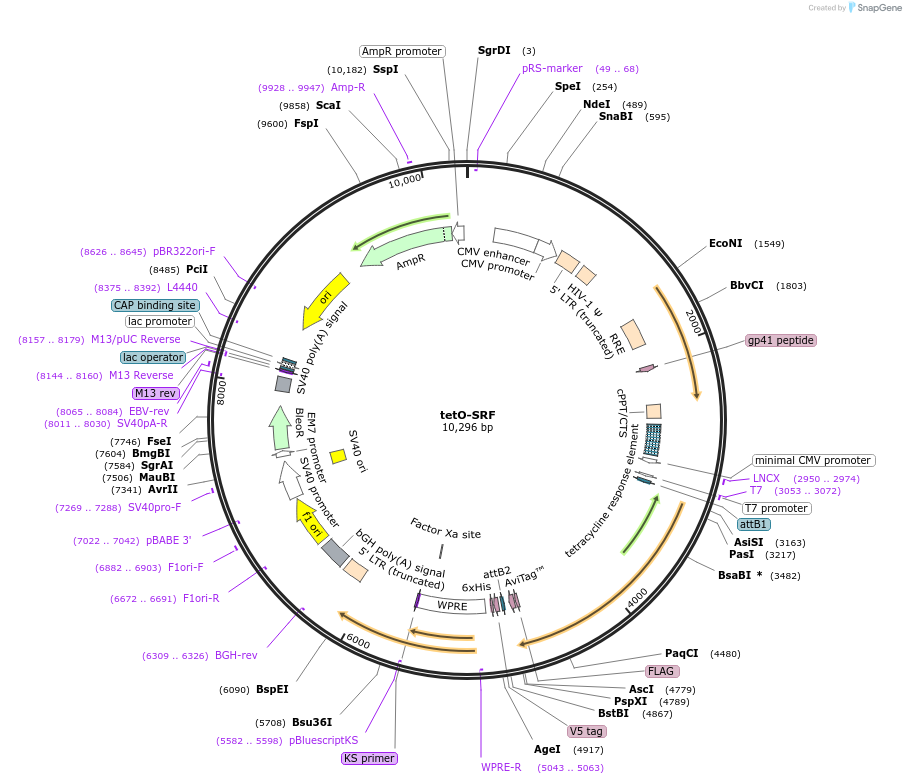 170704-plasmid-map-sequence-id-347568