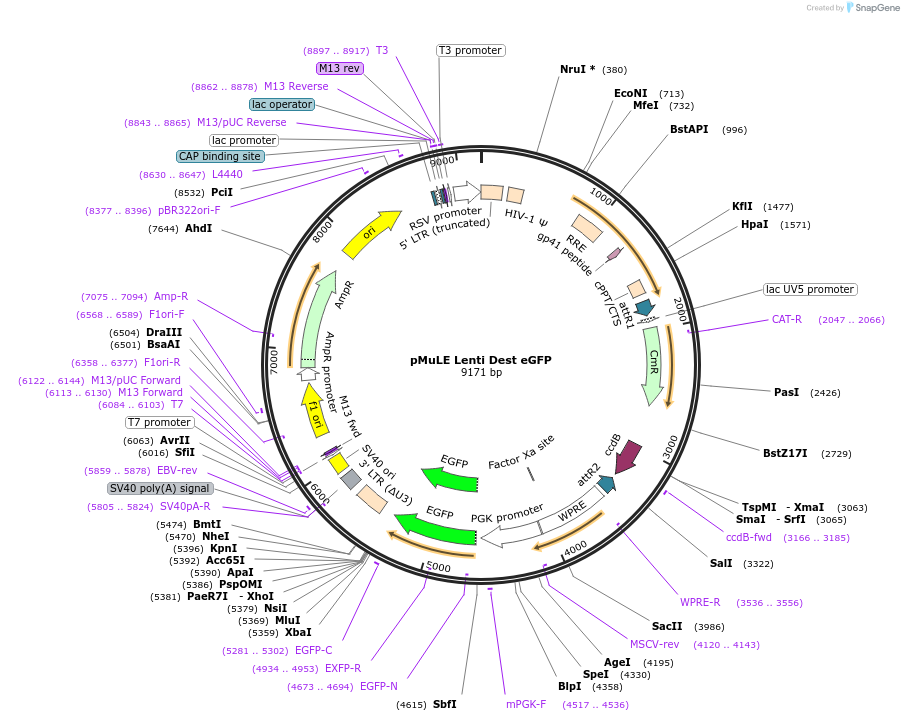 62175-plasmid-map-sequence-id-347572