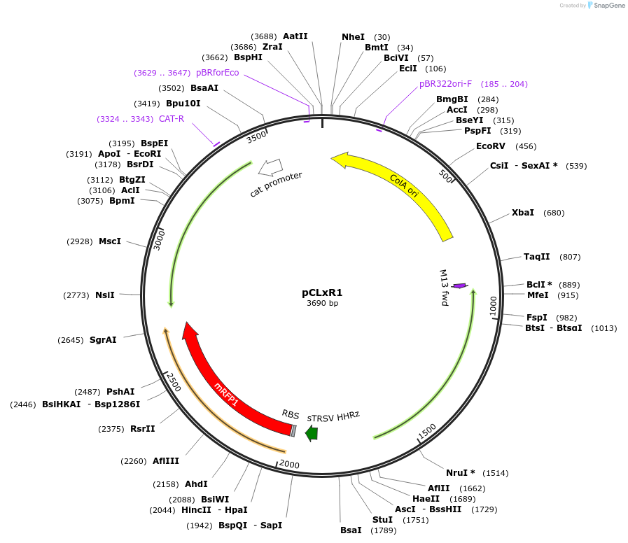 172567-plasmid-map-sequence-id-347593