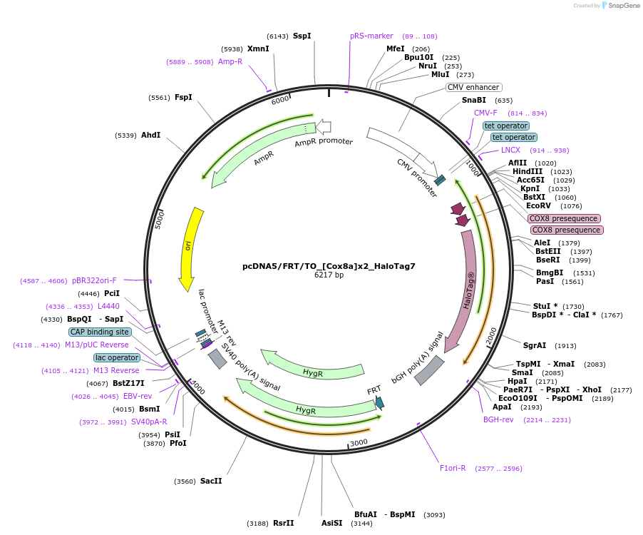 175529-plasmid-map-sequence-id-347595