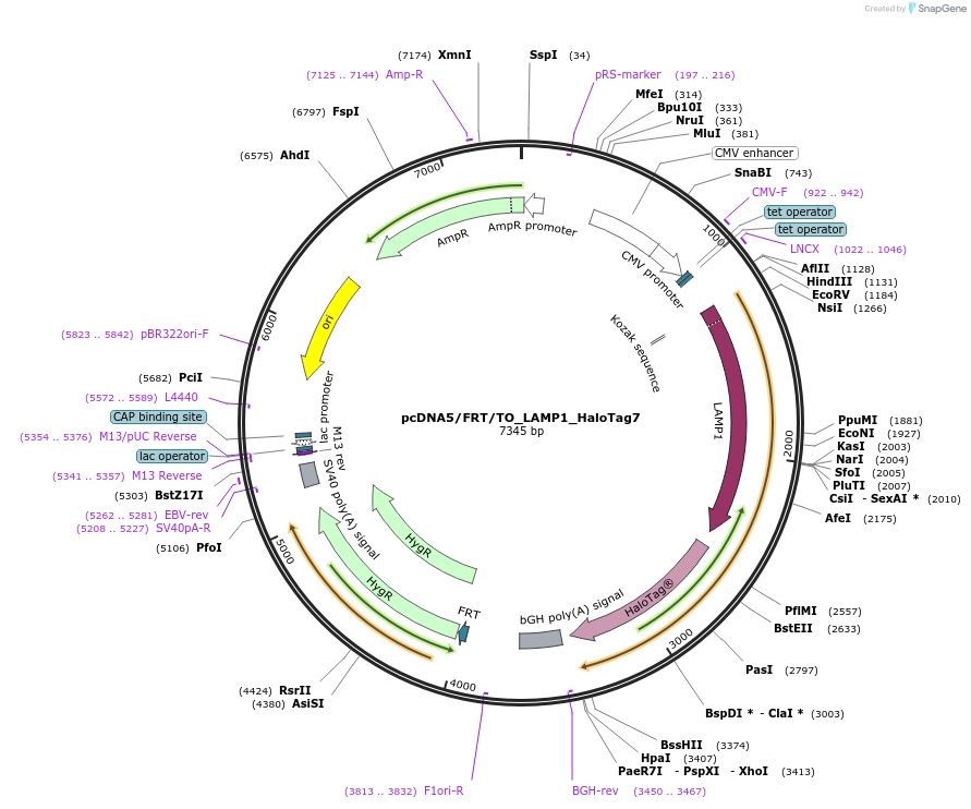 175531-plasmid-map-sequence-id-347596