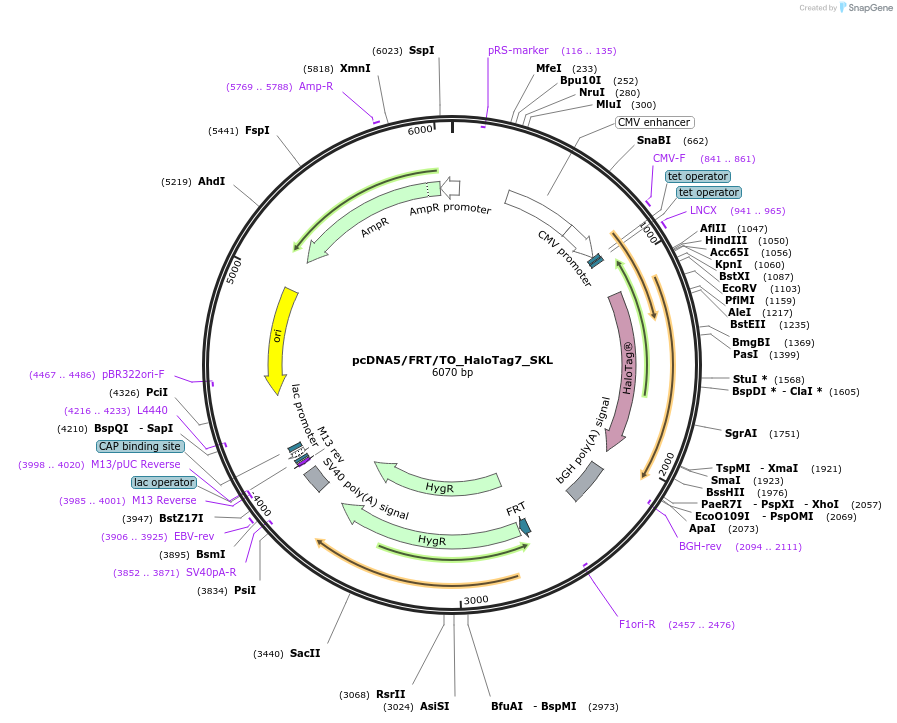 175532-plasmid-map-sequence-id-347597