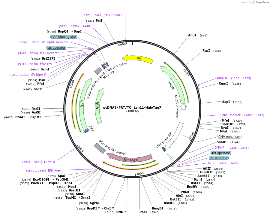 175533-plasmid-map-sequence-id-347598
