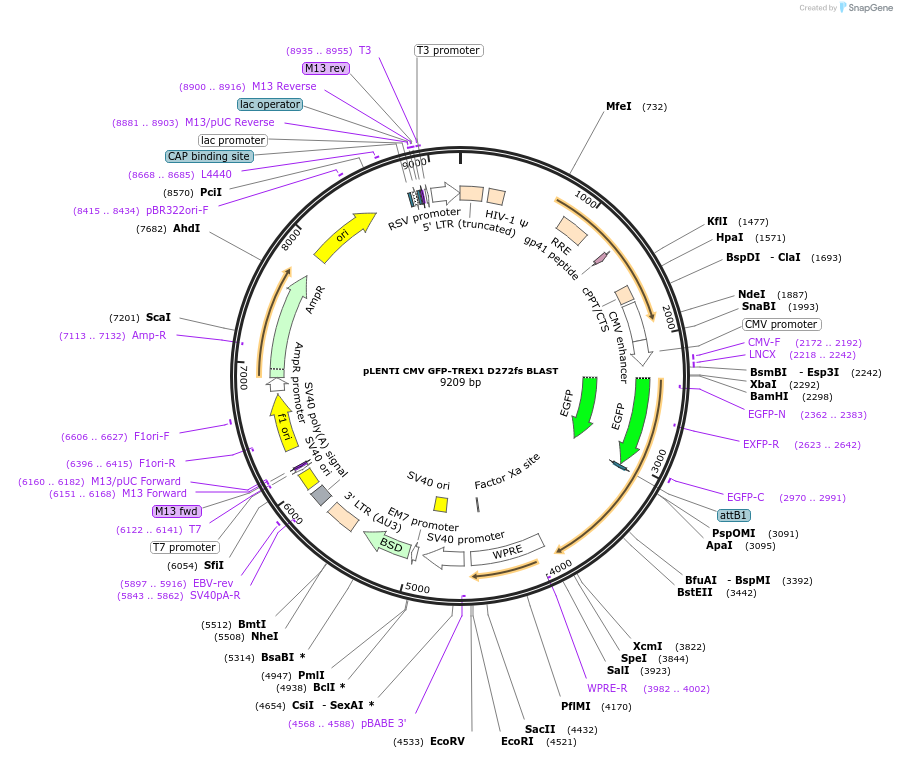 164237-plasmid-map-sequence-id-347609