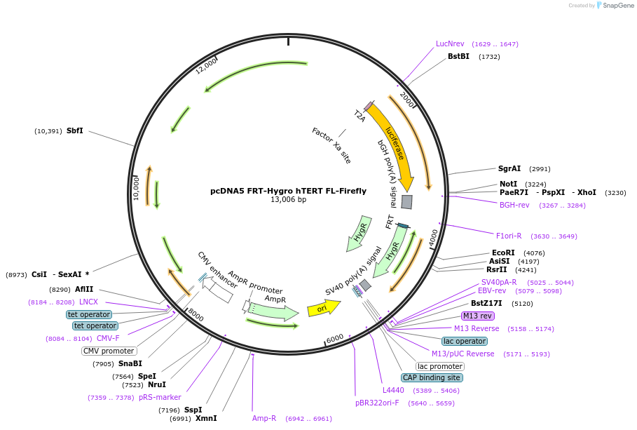 171057-plasmid-map-sequence-id-347615