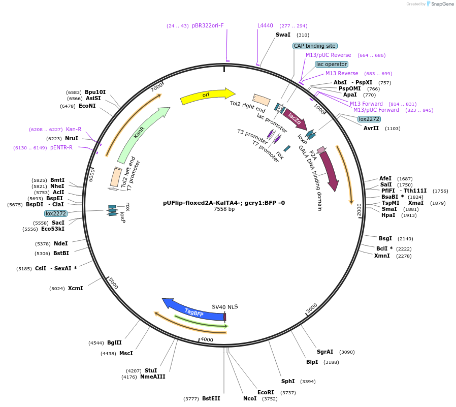 173889-plasmid-map-sequence-id-347617