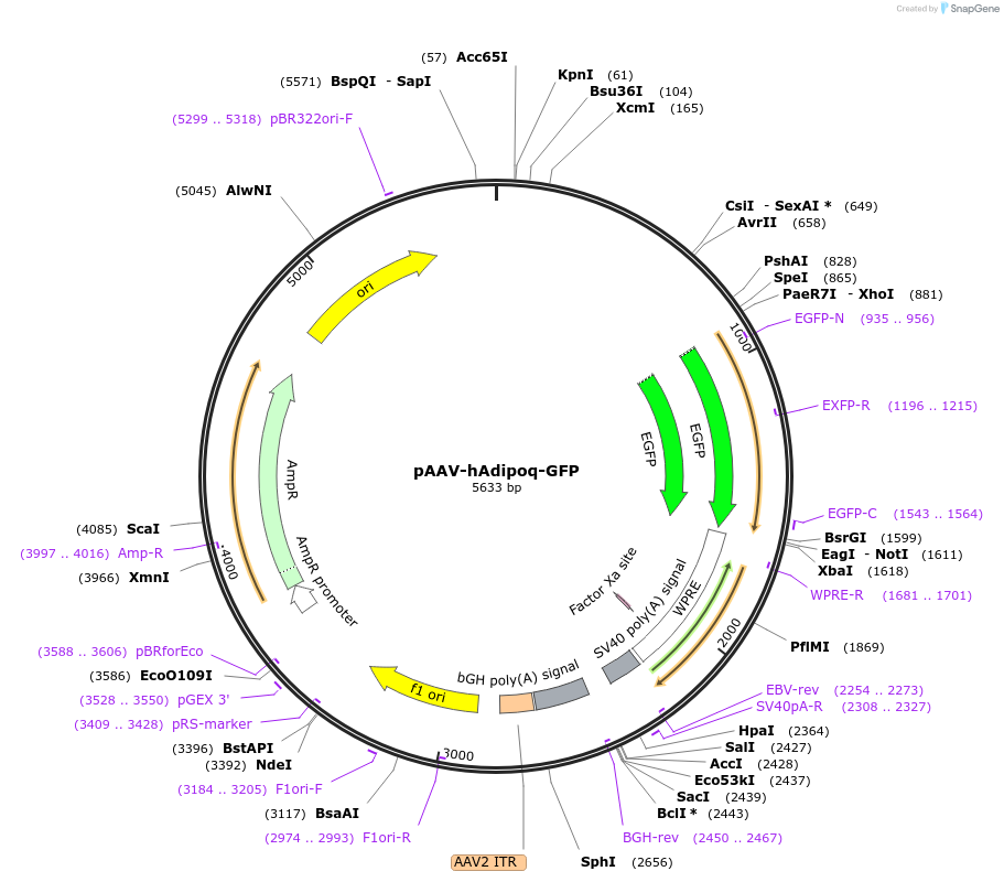 176215-plasmid-map-sequence-id-347620