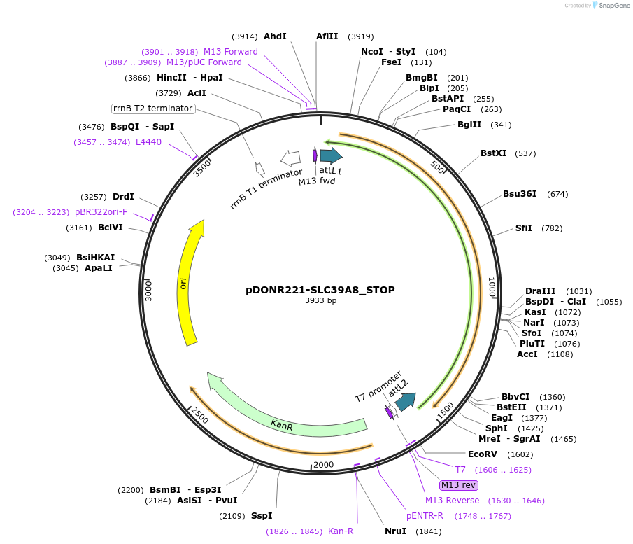 161343-plasmid-map-sequence-id-347621