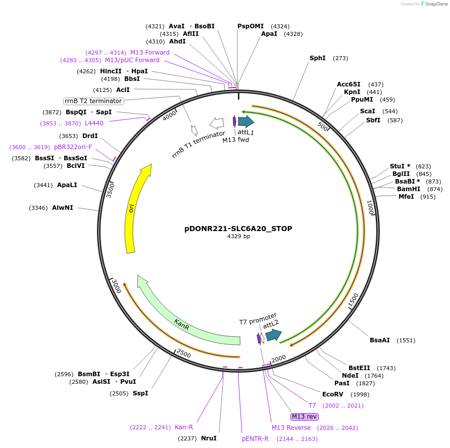 161409-plasmid-map-sequence-id-347622