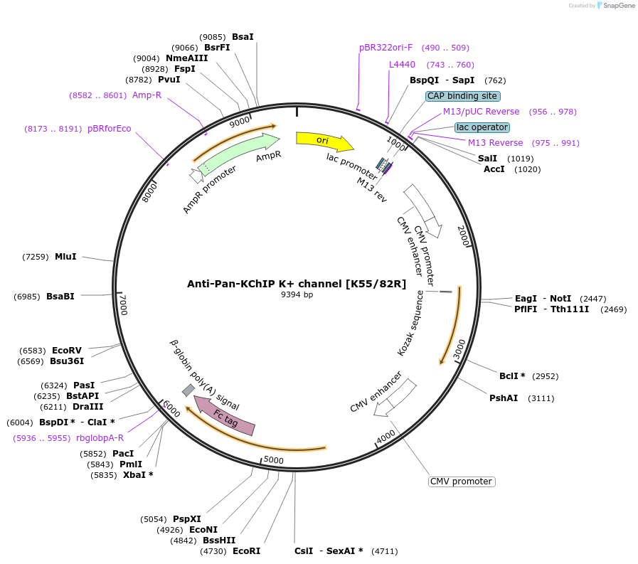 177442-plasmid-map-sequence-id-347650