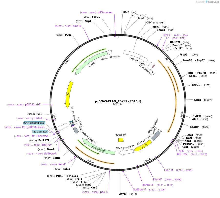 171849-plasmid-map-sequence-id-347651