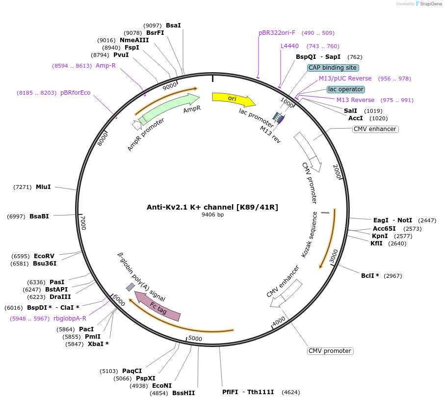 177449-plasmid-map-sequence-id-347667