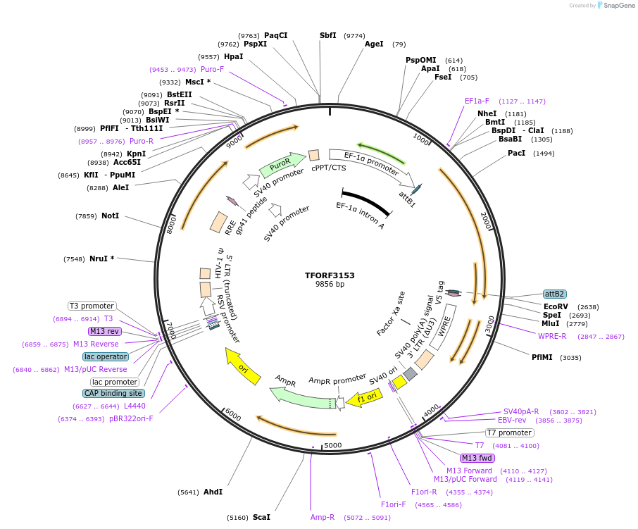 144629-plasmid-map-sequence-id-347671