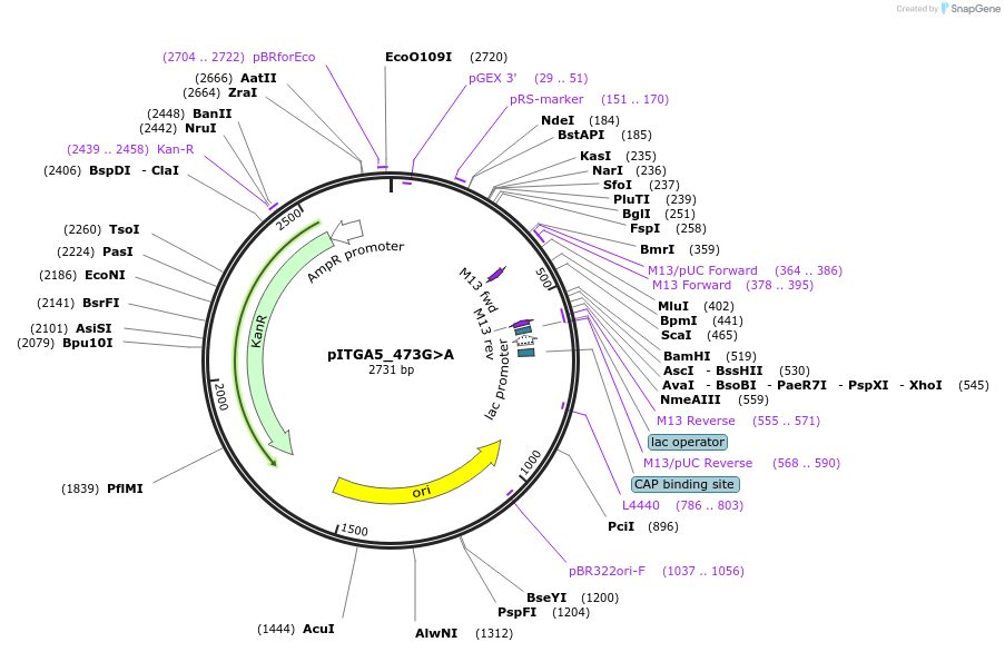 173811-plasmid-map-sequence-id-347672