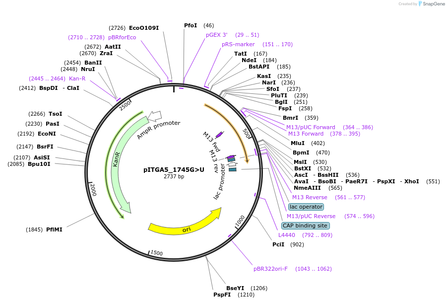 173812-plasmid-map-sequence-id-347674