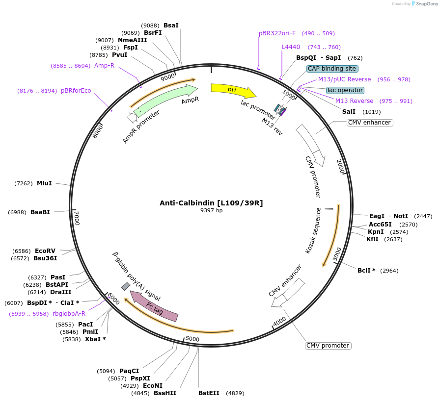177454-plasmid-map-sequence-id-347821