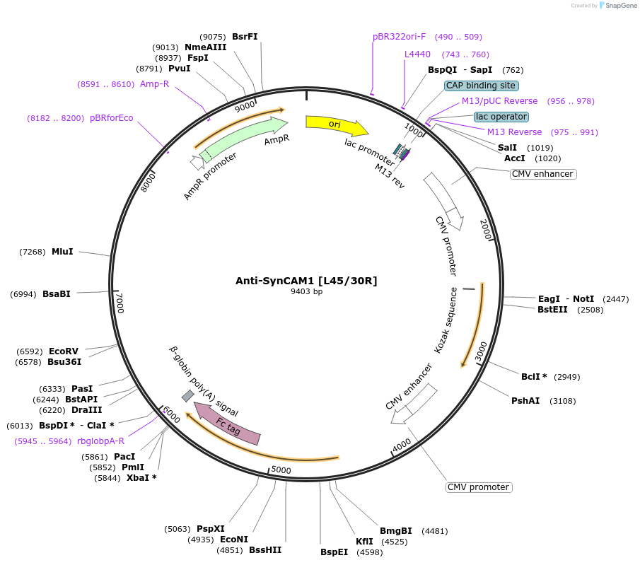 177482-plasmid-map-sequence-id-347824