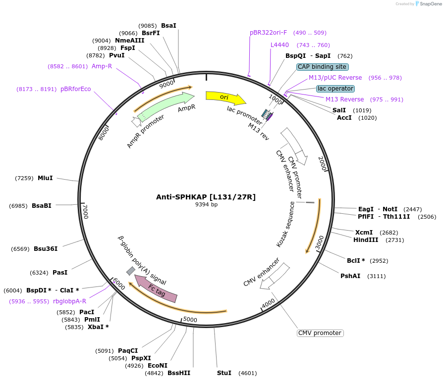 177479-plasmid-map-sequence-id-347827